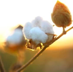 Air Wick Freshmatic Automatische Spray Luchtverfrisser - Pure Zachtheid Van Katoen Navulling - 3 Stuks - Voordeelverpakking -Schoonmaakproducten Winkel 1200x1183 8